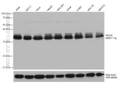 PEX16 Mouse Monoclonal Antibody, Proteintech Unconjugated; 20 &mu;L:Antibodies,