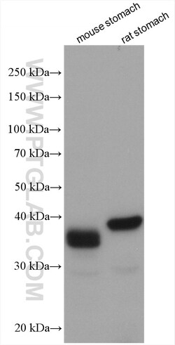 PGC Rabbit Polyclonal Antibody, Proteintech Unconjugated; 150 &mu;L:Antibodies,