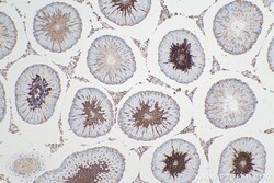 PGK1 Mouse Monoclonal Antibody, Proteintech Unconjugated; 20 &mu;L:Antibodies,