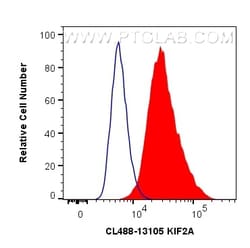 PGK2 Mouse Monoclonal Antibody, Proteintech:Antibodies:Primary Antibodies