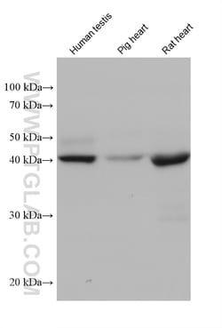 PGK2 Mouse Monoclonal Antibody, Proteintech:Antibodies:Primary Antibodies