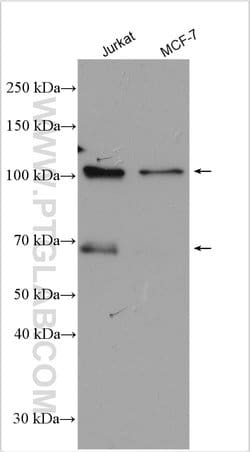PHF17 Rabbit anti-Human, Polyclonal, Proteintech 20 &mu;L; Unconjugated:Antibodies,