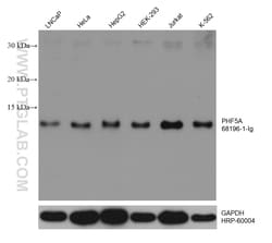 PHF5A Mouse Monoclonal Antibody, Proteintech:Antibodies:Primary Antibodies