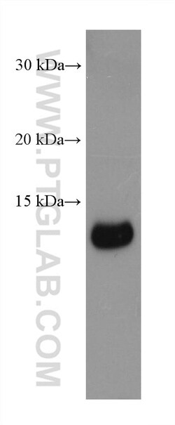 PHF5A Mouse Monoclonal Antibody, Proteintech:Antibodies:Primary Antibodies