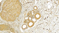 PHLDB2 Rabbit Polyclonal Antibody, Proteintech:Antibodies:Primary Antibodies