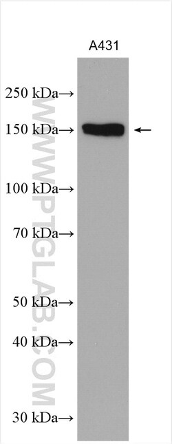 PHLDB2 Rabbit Polyclonal Antibody, Proteintech:Antibodies:Primary Antibodies