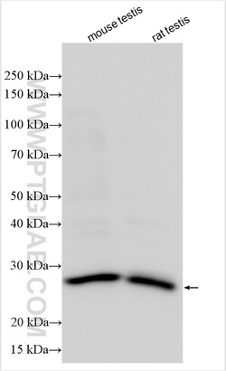PHOSPHO2 Rabbit Polyclonal Antibody, Proteintech Unconjugated; 20 &mu;L:Antibodies,