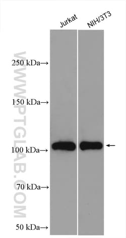 PI3 Kinase p110 Alpha Rabbit Polyclonal Antibody, Proteintech Unconjugated;
