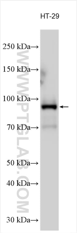 PIK3AP1 Rabbit Polyclonal Antibody, Proteintech 150 &mu;L | Buy Online | Proteintech | Fisher Scientific