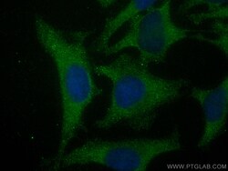 CoraLite Plus 488-conjugated PKC Zeta Rabbit Polyclonal Antibody, Proteintech