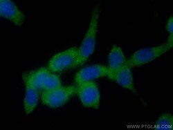 CoraLite Plus 488-conjugated PKC Zeta Rabbit Polyclonal Antibody, Proteintech