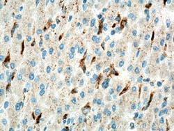 LYPLA3 Rabbit Polyclonal Antibody, Proteintech 150 &mu;L | Buy Online | Proteintech | Fisher Scientific