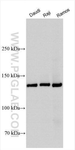 PLCG2 Rabbit Polyclonal Antibody, Proteintech Unconjugated; 20 &mu;L:Antibodies,