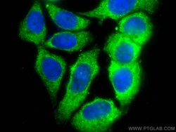 CoraLite Plus 488-conjugated PLDN Mouse Monoclonal Antibody, Proteintech:Antibodies:Primary