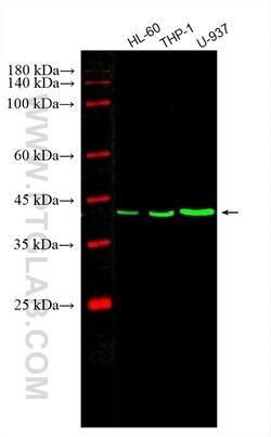 CoraLite Plus 488-conjugated PLEK Mouse Monoclonal Antibody, Proteintech:Antibodies:Primary