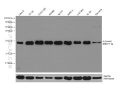 PLEKHB2 Mouse Monoclonal Antibody, Proteintech:Antibodies:Primary Antibodies