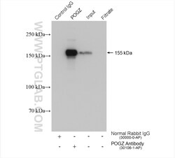 POGZ Rabbit Polyclonal Antibody, Proteintech Unconjugated; 150 &mu;L:Antibodies,