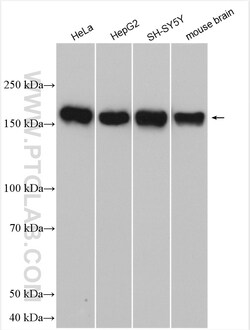 POGZ Rabbit Polyclonal Antibody, Proteintech Unconjugated; 150 &mu;L:Antibodies,