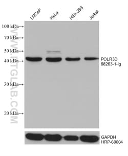 POLR3D Mouse Monoclonal Antibody, Proteintech:Antibodies:Primary Antibodies