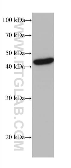 POLR3D Mouse Monoclonal Antibody, Proteintech:Antibodies:Primary Antibodies