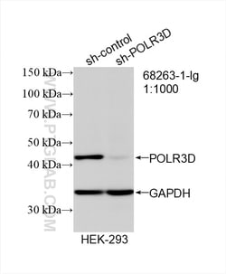 POLR3D Mouse Monoclonal Antibody, Proteintech:Antibodies:Primary Antibodies