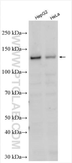 POLRMT Rabbit Polyclonal Antibody, Proteintech Unconjugated; 20 &mu;L:Antibodies,