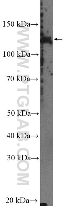 POLRMT Rabbit Polyclonal Antibody, Proteintech Unconjugated; 20 &mu;L:Antibodies,