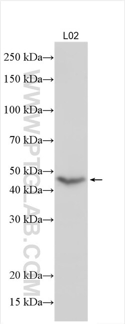 POU4F2 Rabbit Polyclonal Antibody, Proteintech Unconjugated; 20 &mu;L:Antibodies,