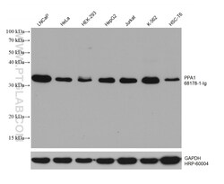 PPA1 Mouse Monoclonal Antibody, Proteintech:Antibodies:Primary Antibodies