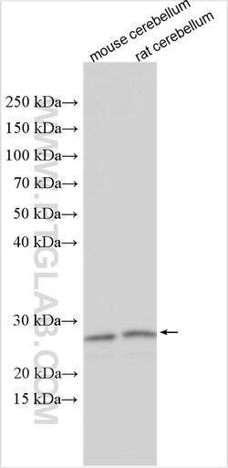 PPP1R17 Rabbit Polyclonal Antibody, Proteintech:Antibodies:Primary Antibodies