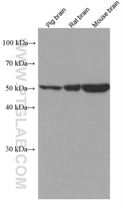 PPP2R2A/B/C Mouse Monoclonal Antibody, Proteintech:Antibodies:Primary Antibodies