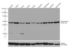 PPP2R2A/B/C Mouse Monoclonal Antibody, Proteintech:Antibodies:Primary Antibodies