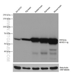 PPP3CA Mouse Monoclonal Antibody, Proteintech Unconjugated; 150 &mu;L:Antibodies,