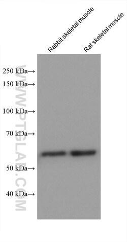 PPP3CA Mouse Monoclonal Antibody, Proteintech Unconjugated; 150 &mu;L:Antibodies,