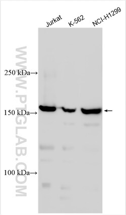 PRDM16 Rabbit Polyclonal Antibody, Proteintech Unconjugated; 150 &mu;L:Antibodies,