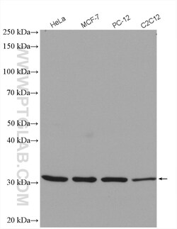PACT Rabbit Polyclonal Antibody, Proteintech Unconjugated; 20 &mu;L:Antibodies,