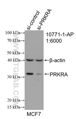 PACT Rabbit Polyclonal Antibody, Proteintech Unconjugated; 20 &mu;L:Antibodies,