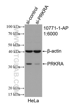 PACT Rabbit Polyclonal Antibody, Proteintech Unconjugated; 20 &mu;L:Antibodies,