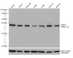 PRMT1 Mouse Monoclonal Antibody, Proteintech 20 &mu;L | Buy Online | Proteintech | Fisher Scientific