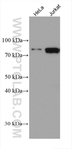 PRMT7 Mouse Monoclonal Antibody, Proteintech Unconjugated; 150 &mu;L:Antibodies,