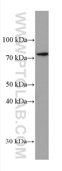 PRMT7 Mouse Monoclonal Antibody, Proteintech Unconjugated; 150 &mu;L:Antibodies,