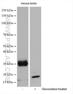 PRND Rabbit Polyclonal Antibody, Proteintech Unconjugated; 20 &mu;L:Antibodies,