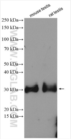PRND Rabbit Polyclonal Antibody, Proteintech Unconjugated; 20 &mu;L:Antibodies,