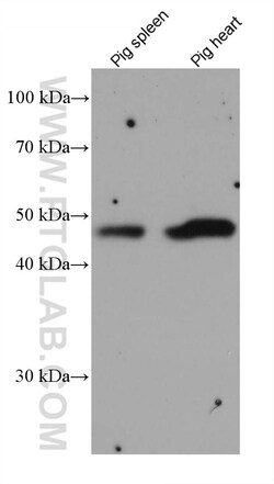 PROCR Mouse Monoclonal Antibody, Proteintech Unconjugated; 20 &mu;L:Antibodies,