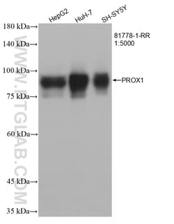 PROX1 Rabbit Recombinant Antibody, Proteintech:Antibodies:Primary Antibodies