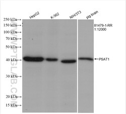 PSAT1 Rabbit Recombinant Antibody, Proteintech Unconjugated; 20 &mu;L:Antibodies,