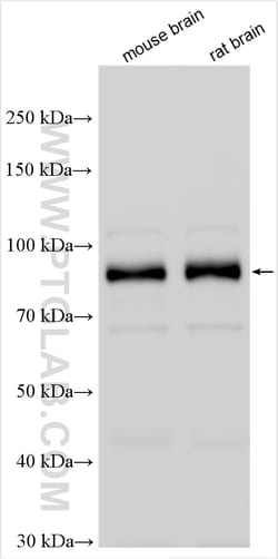 PSD95 Rabbit Polyclonal Antibody, Proteintech:Antibodies:Primary Antibodies