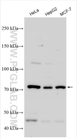 PSIP1 Rabbit Polyclonal Antibody, Proteintech Unconjugated; 20 &mu;L:Antibodies,