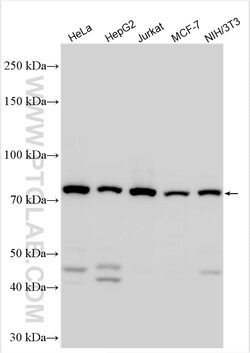 PSIP1 Rabbit Polyclonal Antibody, Proteintech Unconjugated; 20 &mu;L:Antibodies,