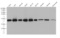 PSMA2 Mouse Monoclonal Antibody, Proteintech:Antibodies:Primary Antibodies